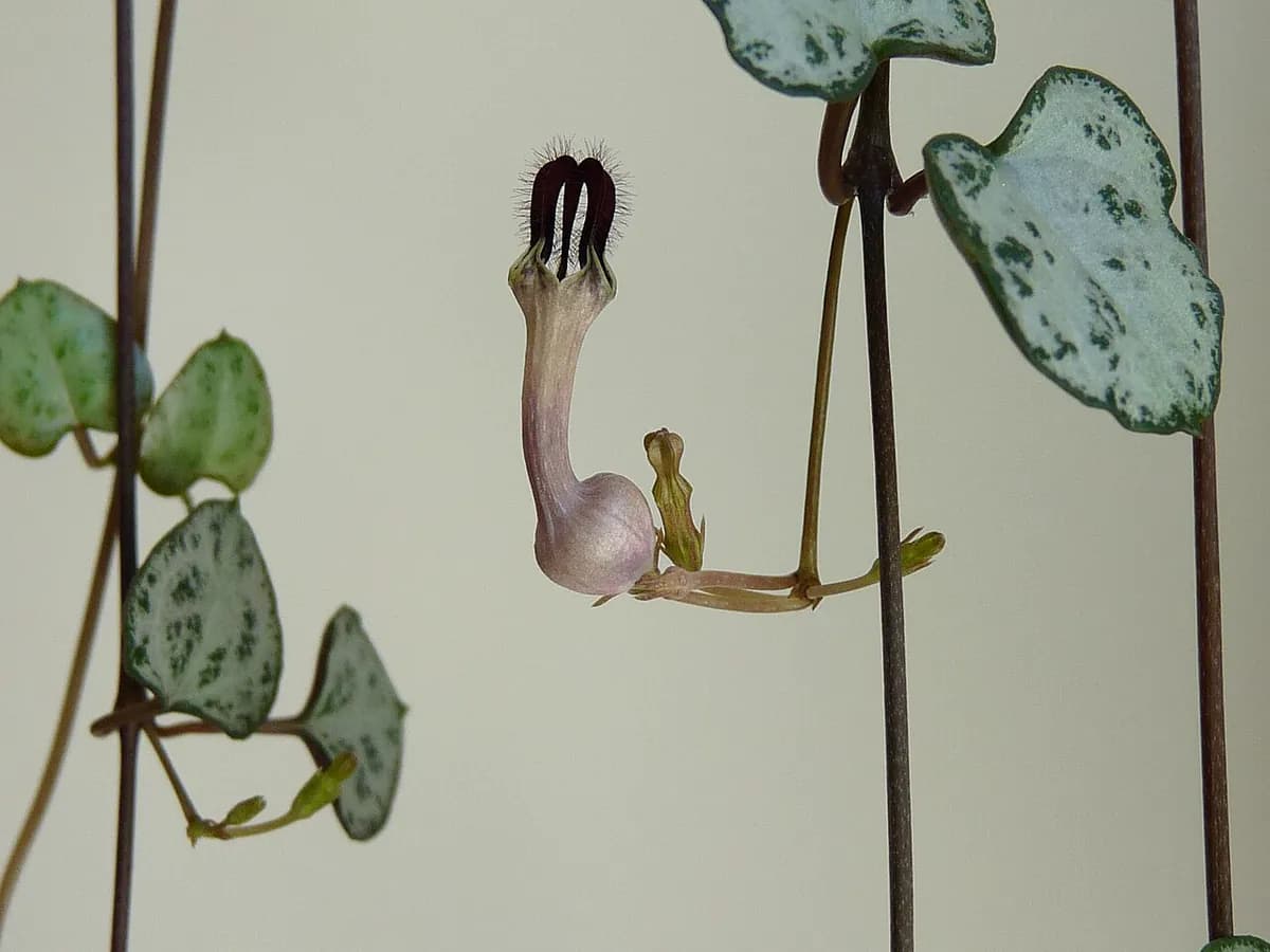 Ceropegia (rosario) — foto real