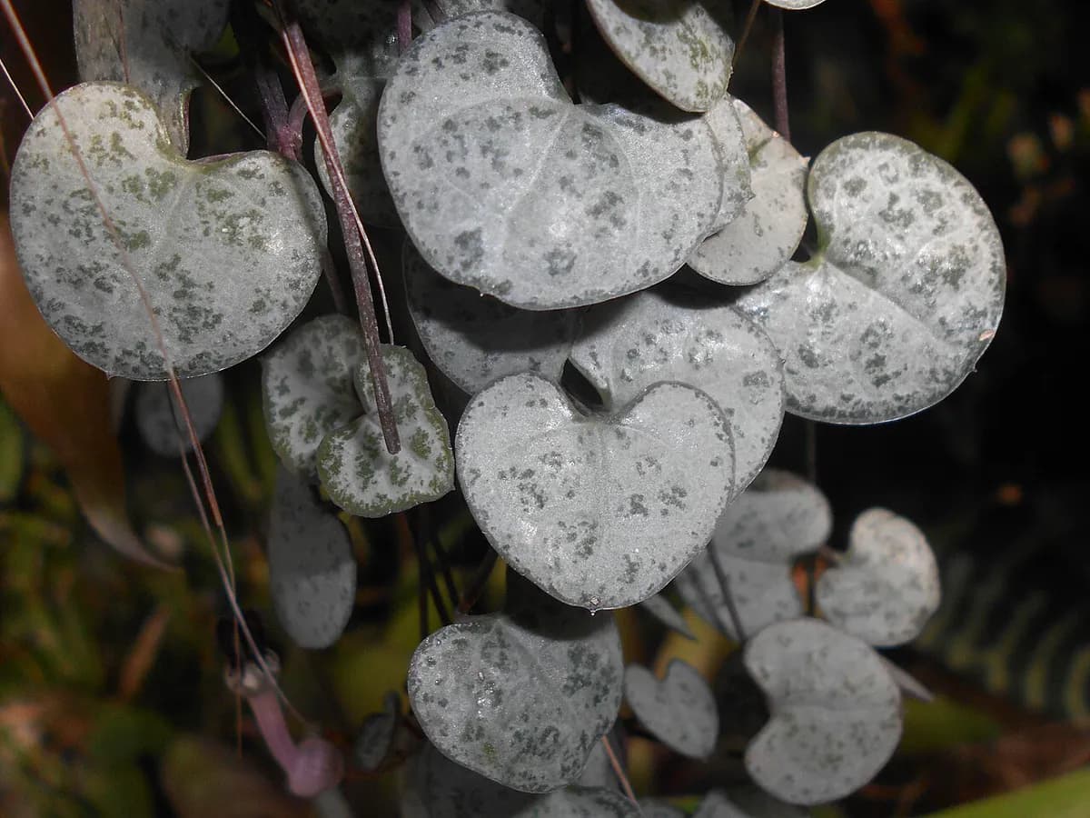 Ceropegia (rosario) — foto real