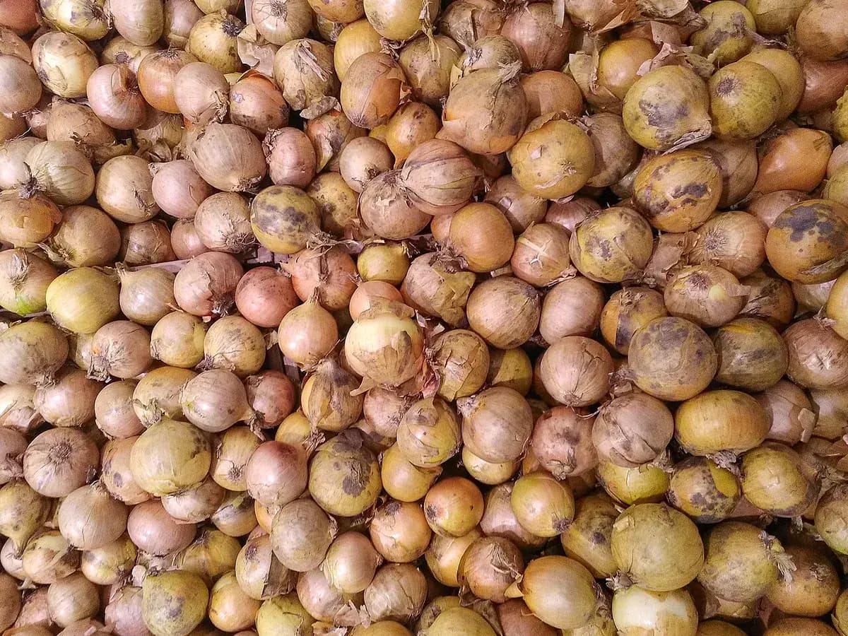 Chalota gris (échalote) — foto real