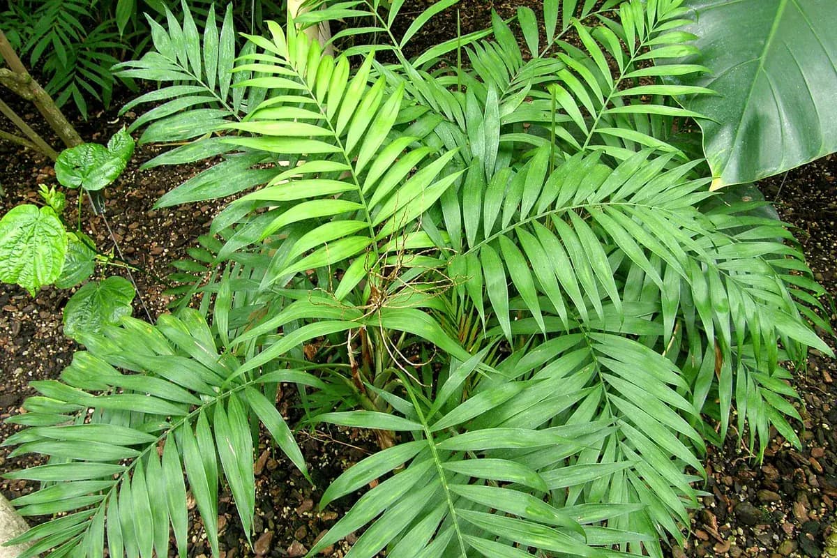 Chamaedorea elegans — foto real