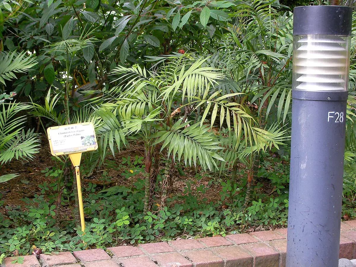 Chamaedorea elegans — foto real