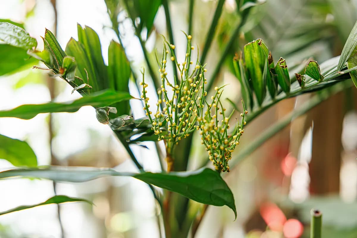 Chamaedorea elegans — foto real