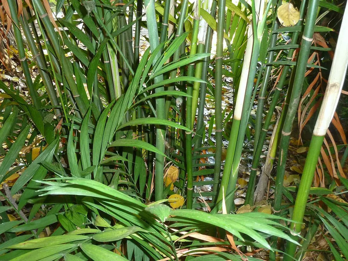 Chamaedorea elegans — foto real