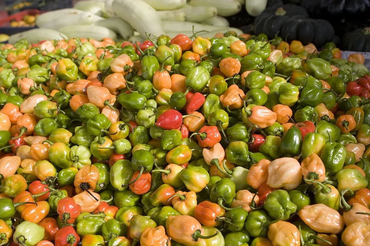 Chile Habanero — foto real