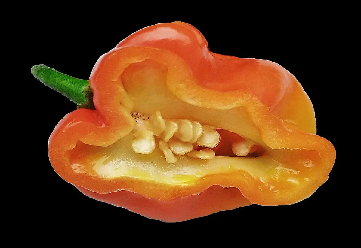 Chile Habanero — foto real