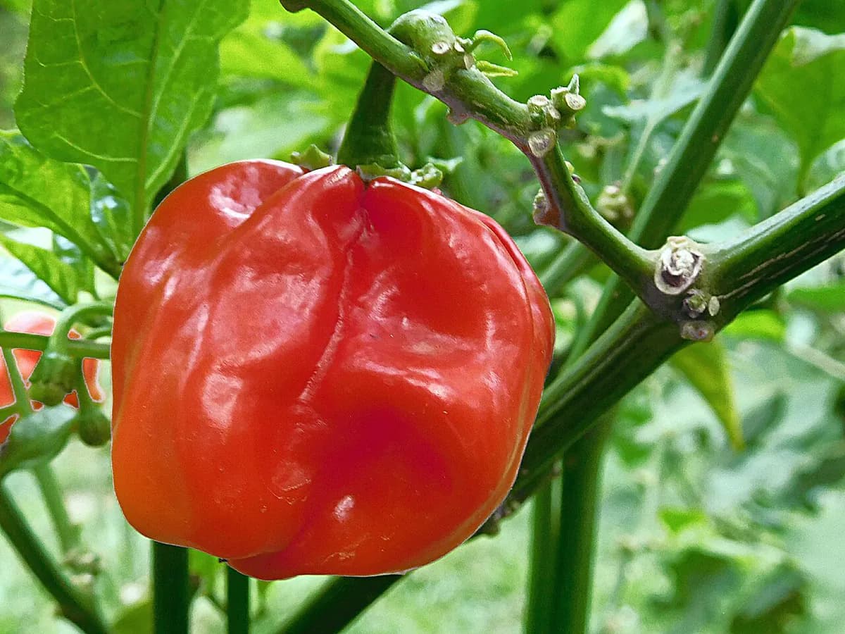 Chile Habanero — foto real