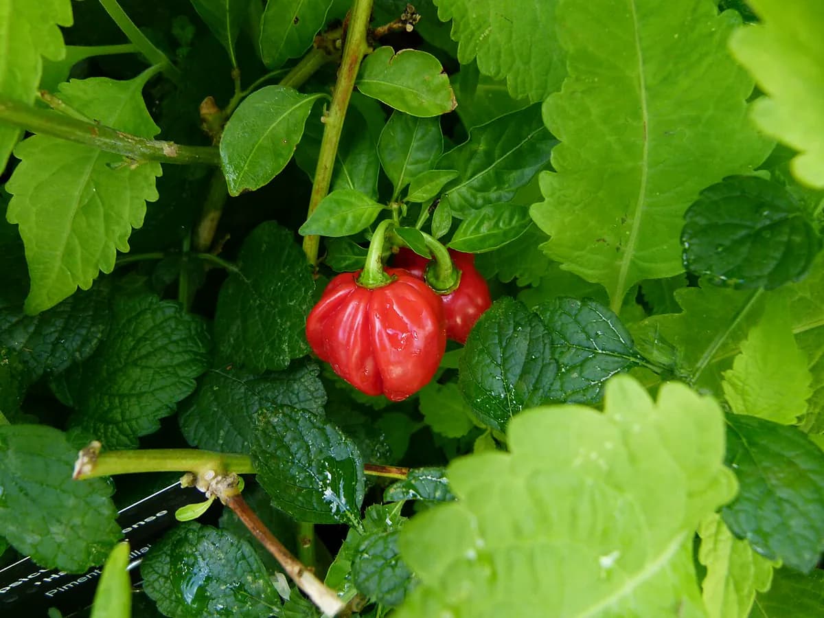 Chile Habanero — foto real