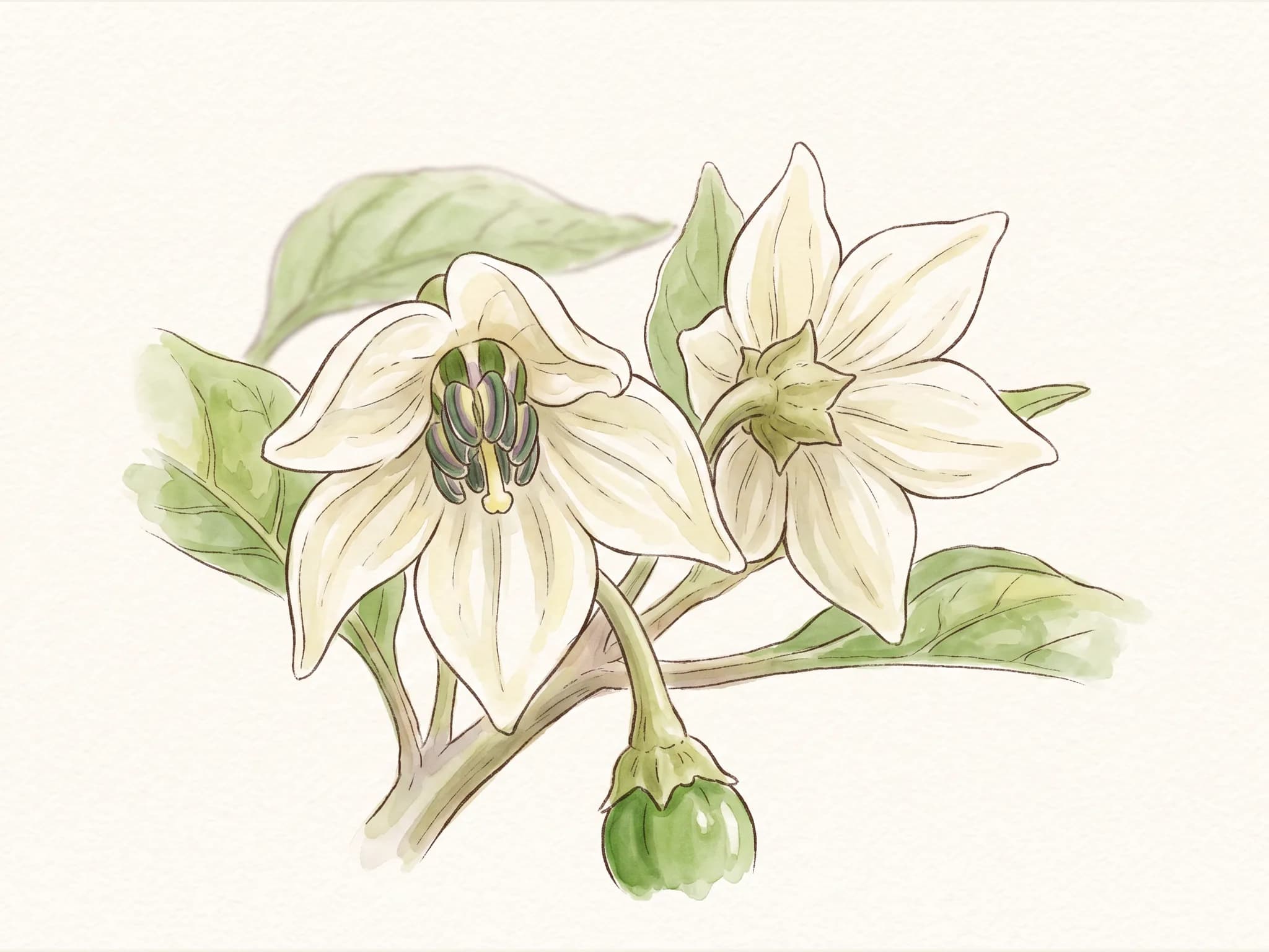 Chile habanero — flor (IA)