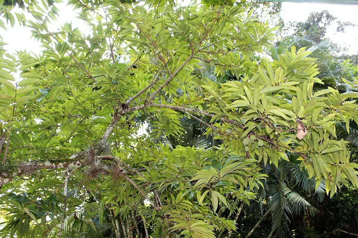 Chirimoyo Fino de Jete — foto real