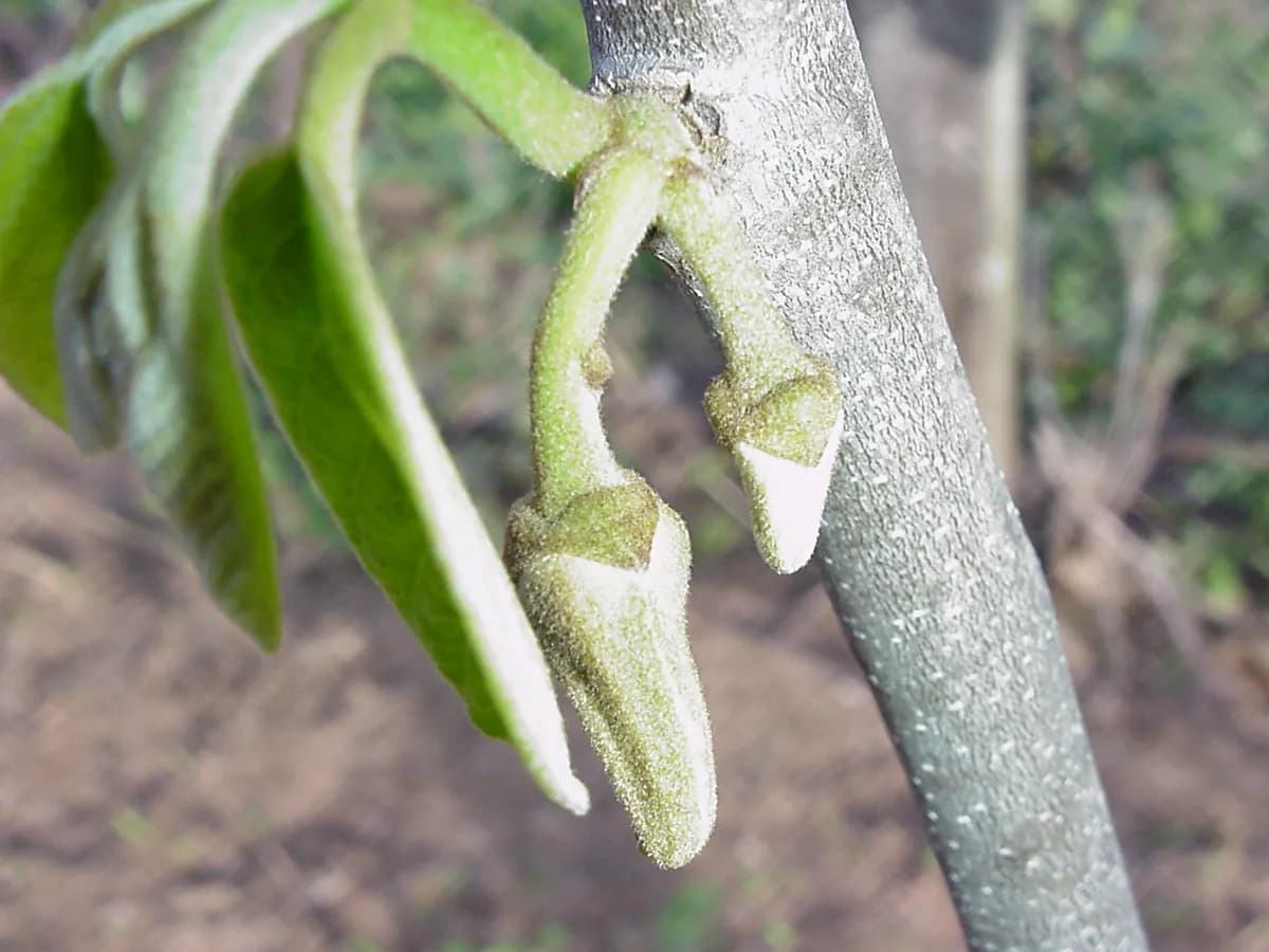 Chirimoyo Fino de Jete — foto real