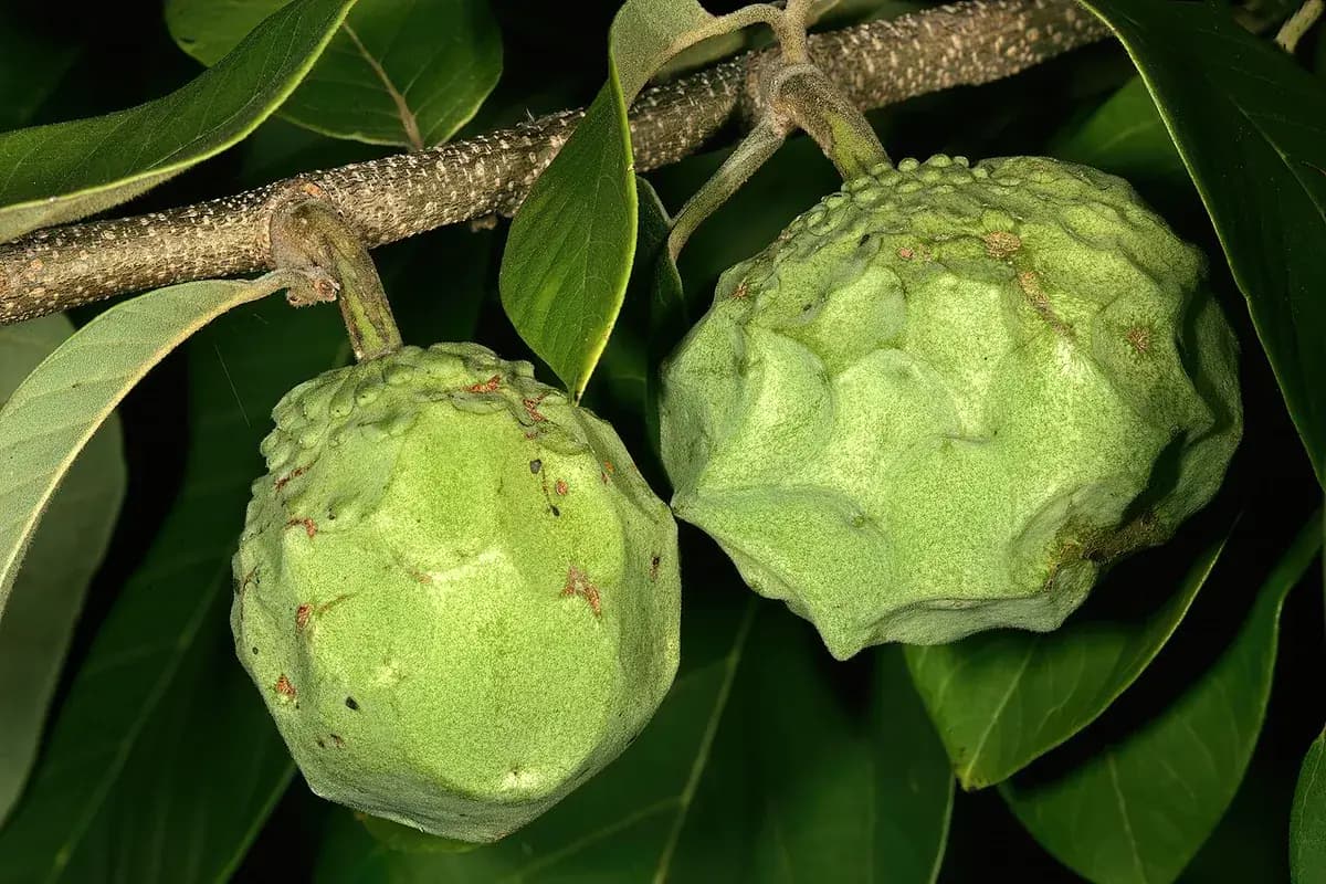 Chirimoyo Fino de Jete — foto real