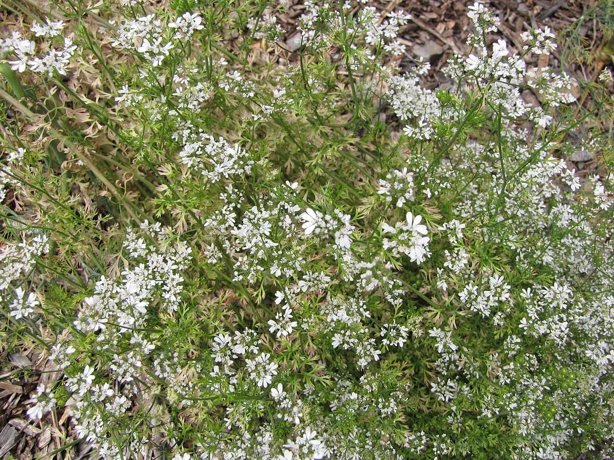 Cilantro — foto real