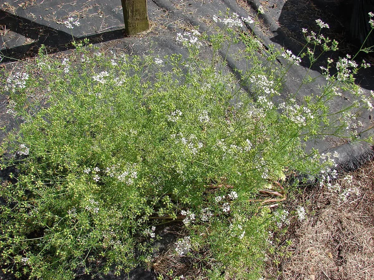 Cilantro — foto real