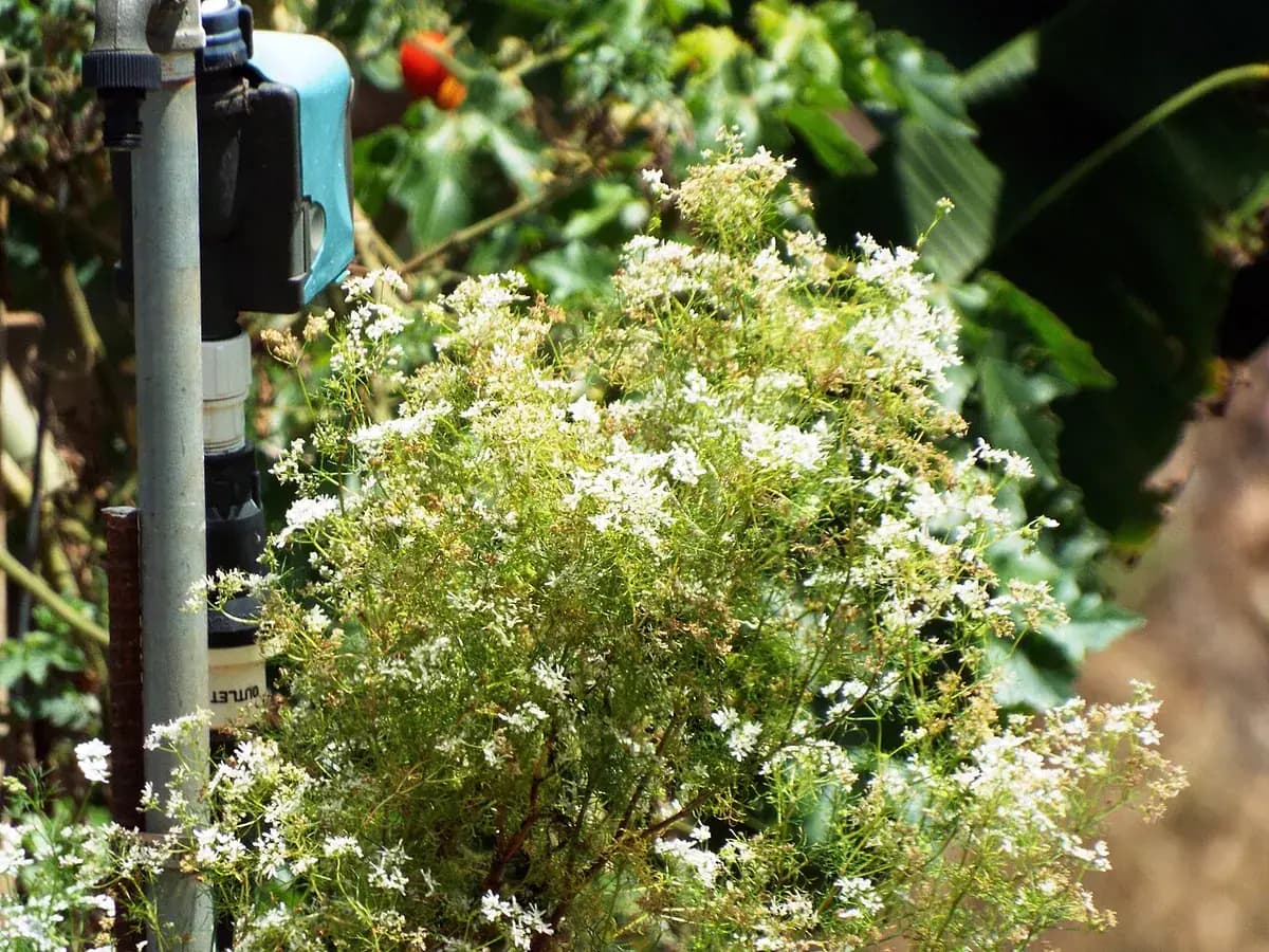 Cilantro — foto real