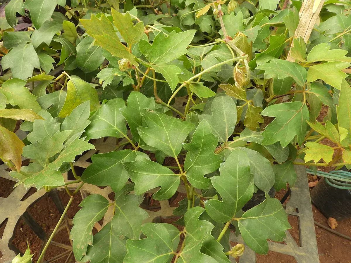 Cissus (vid interior) — foto real