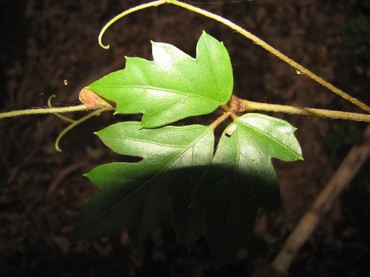 Cissus (vid interior) — foto real