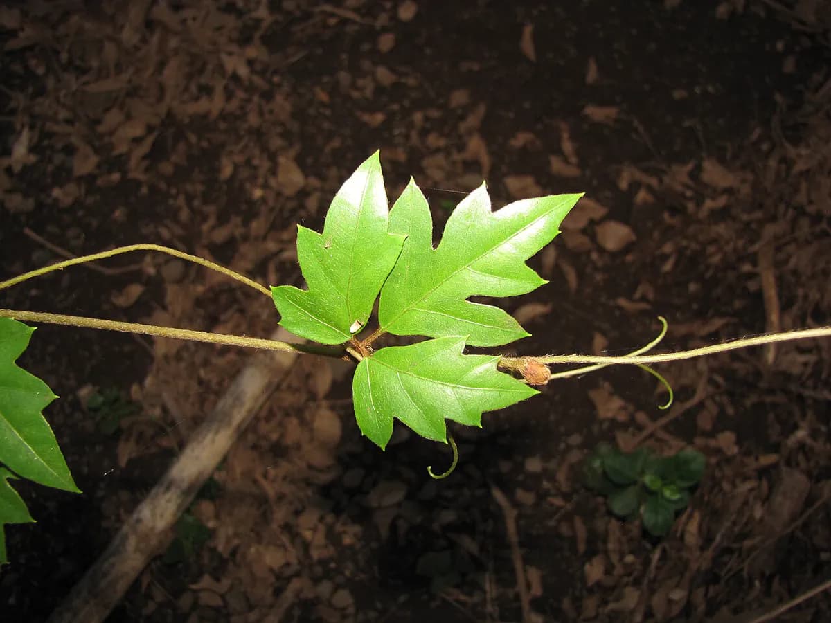 Cissus (vid interior) — foto real