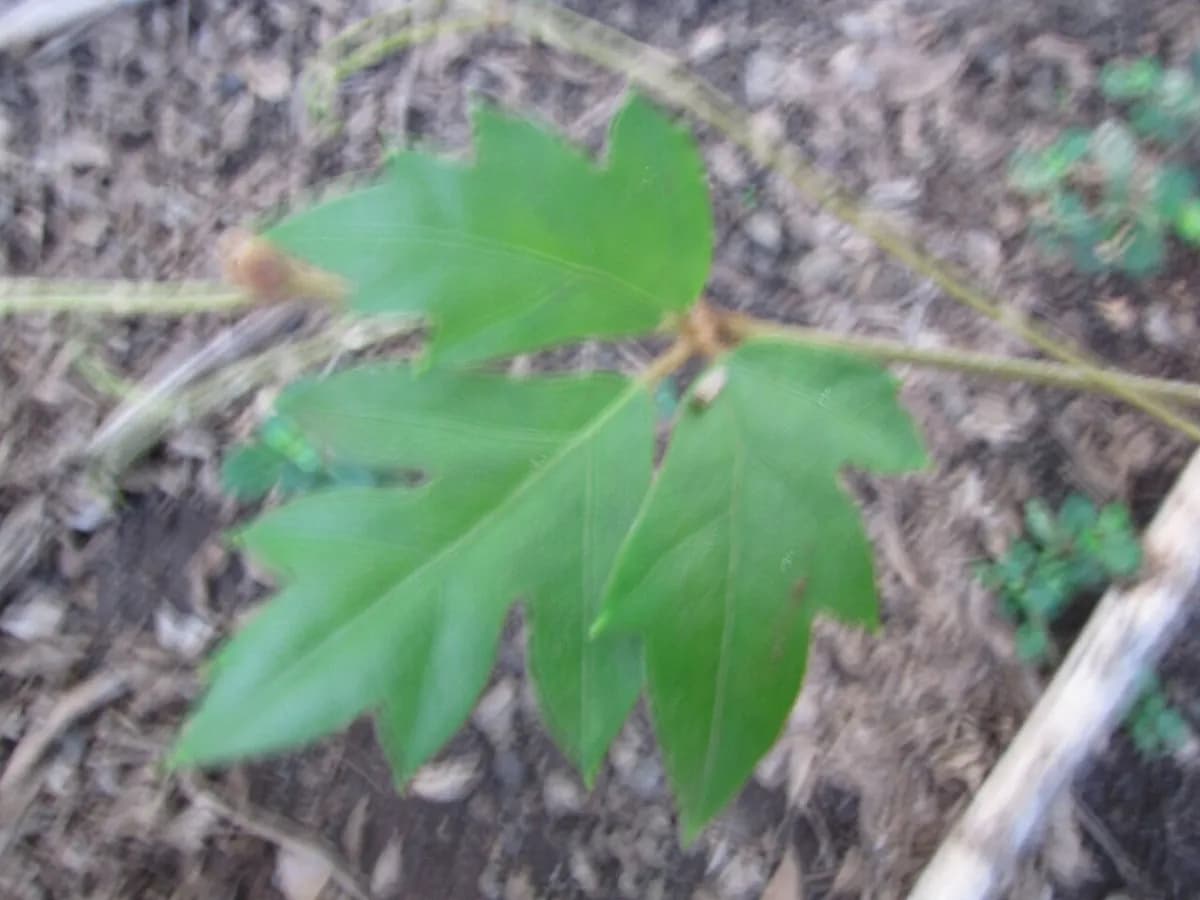 Cissus (vid interior) — foto real