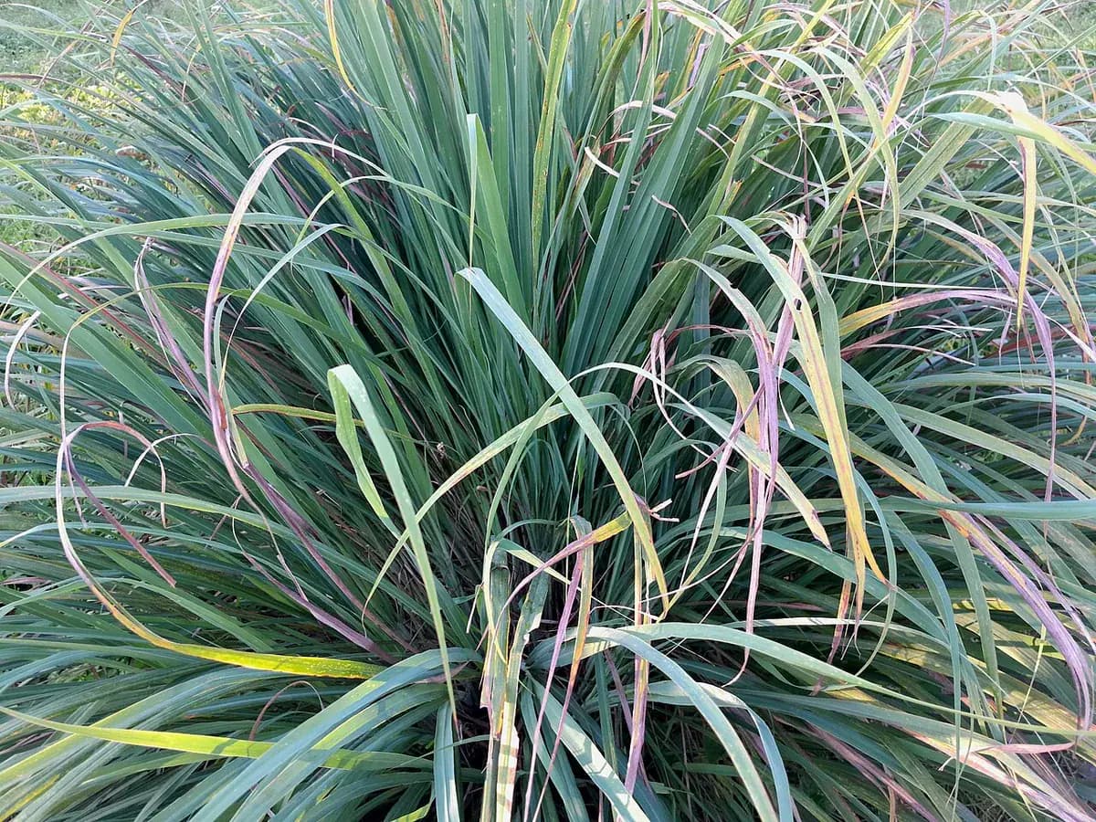 Citronela (Lemongrass) — foto real