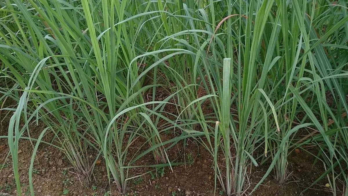 Citronela (Lemongrass) — foto real