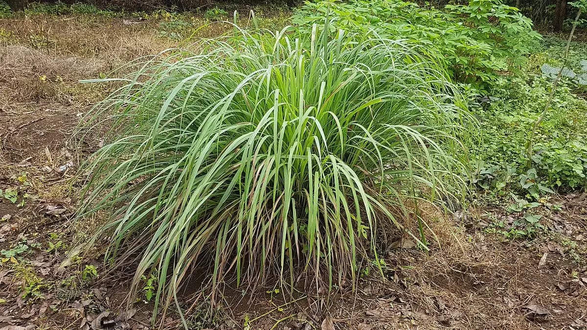 Citronela (Lemongrass) — foto real
