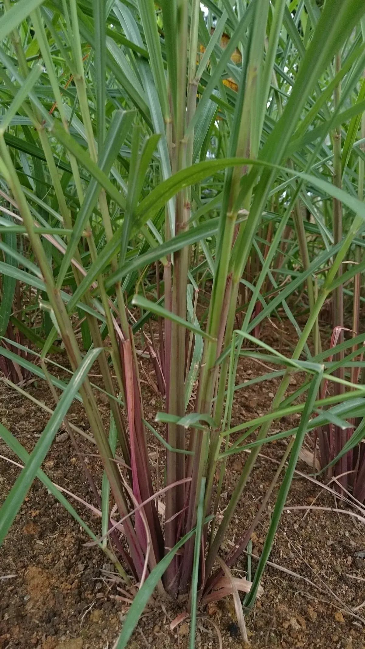 Citronela (Lemongrass) — foto real