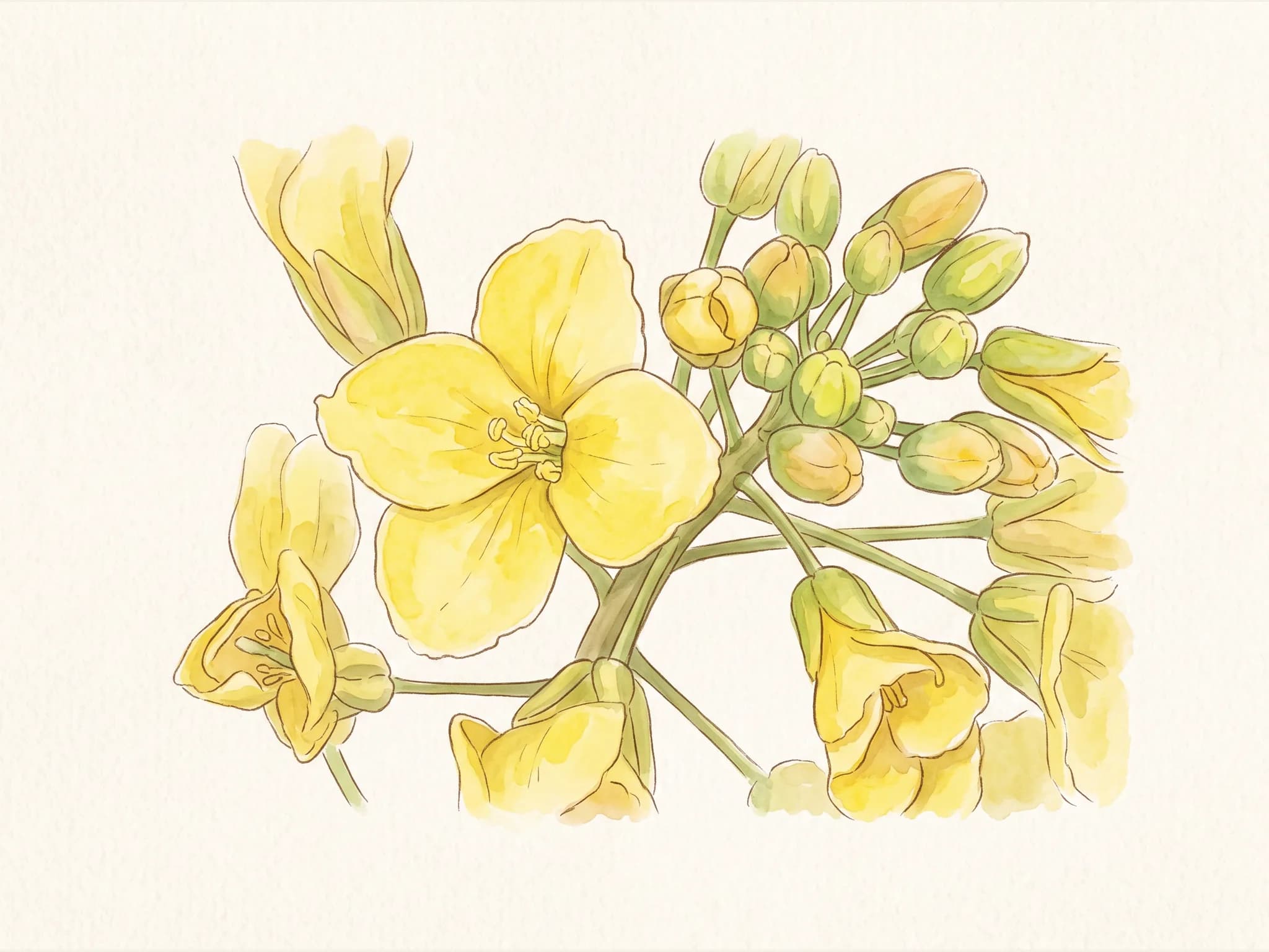 Colinabo — flor (IA)