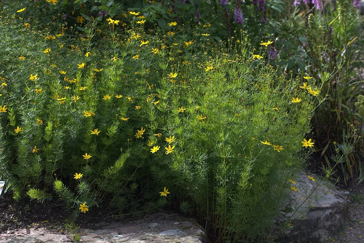 Coreopsis — foto real
