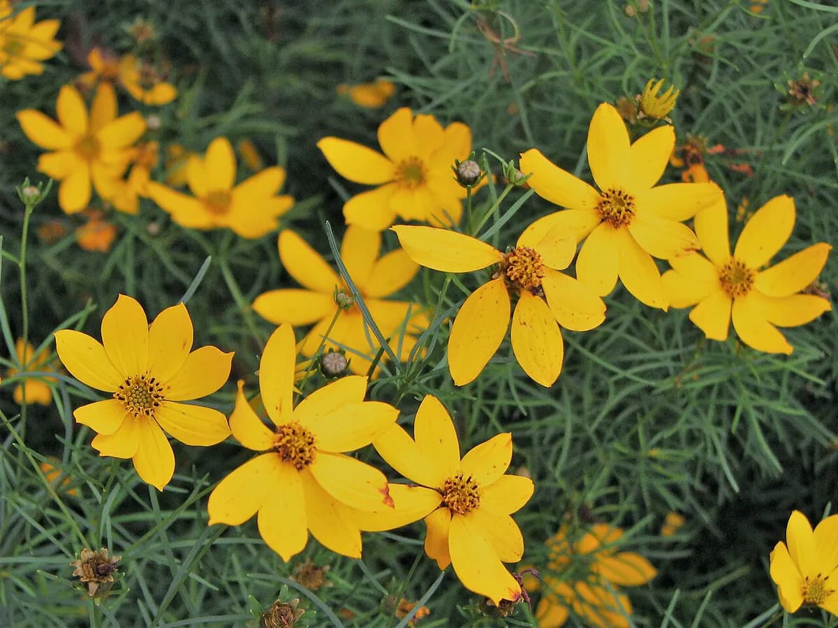 Coreopsis — foto real