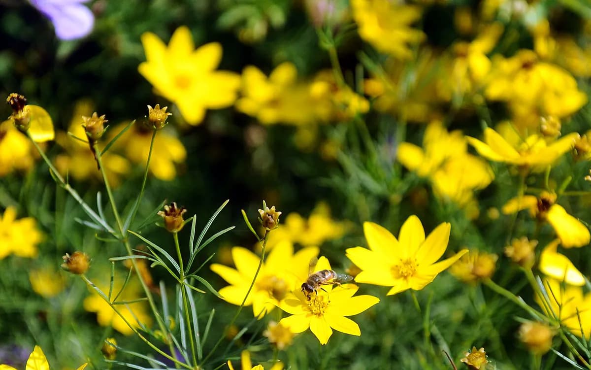 Coreopsis — foto real