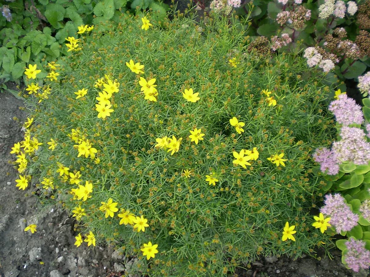 Coreopsis — foto real