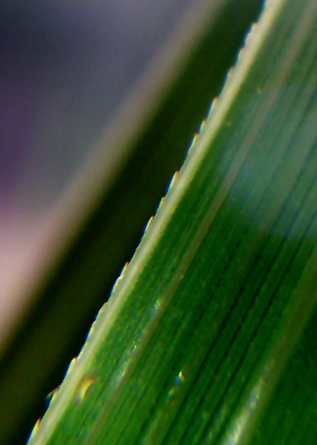 Hierba de la pampa — foto real