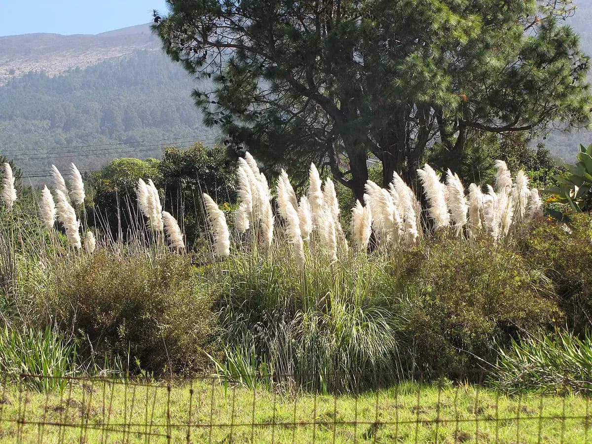 Hierba de la pampa — foto real
