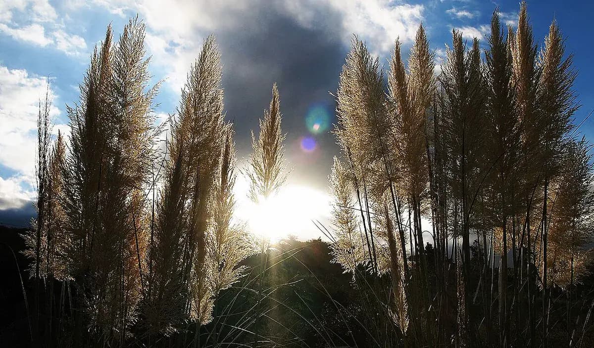 Hierba de la pampa — foto real