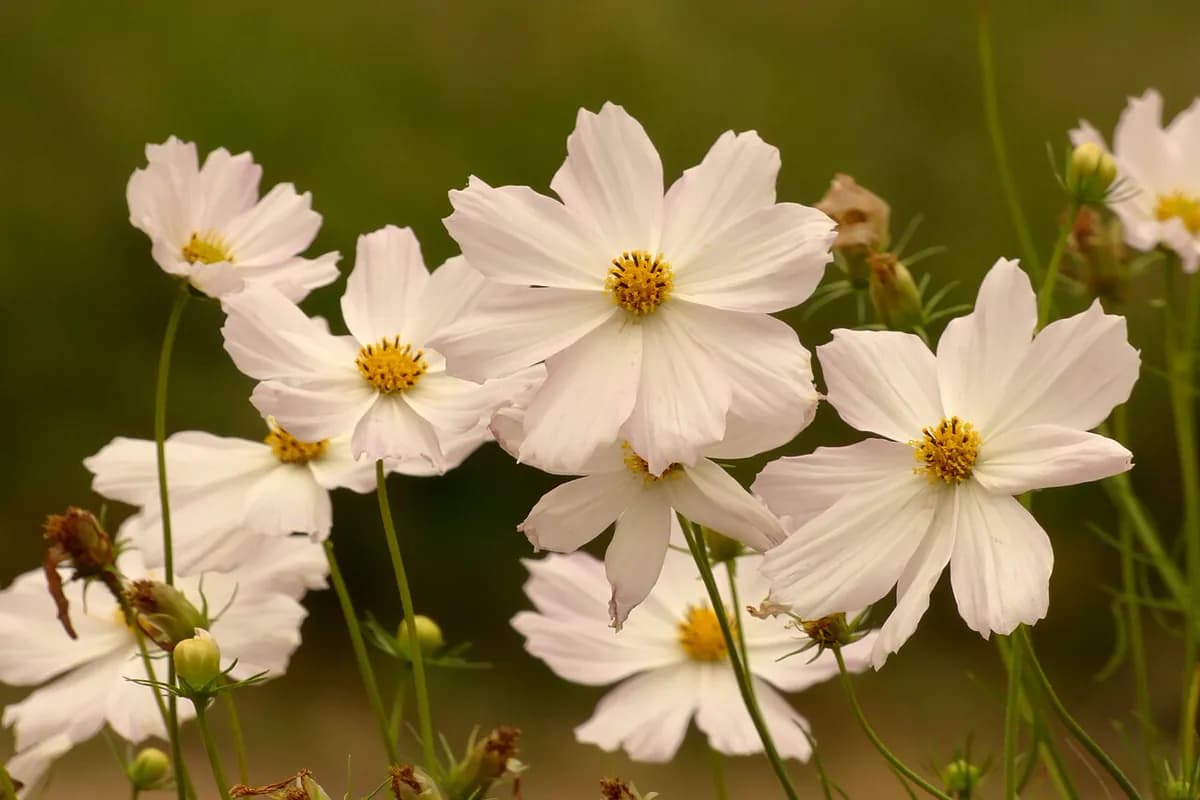 Cosmos rosa — foto real