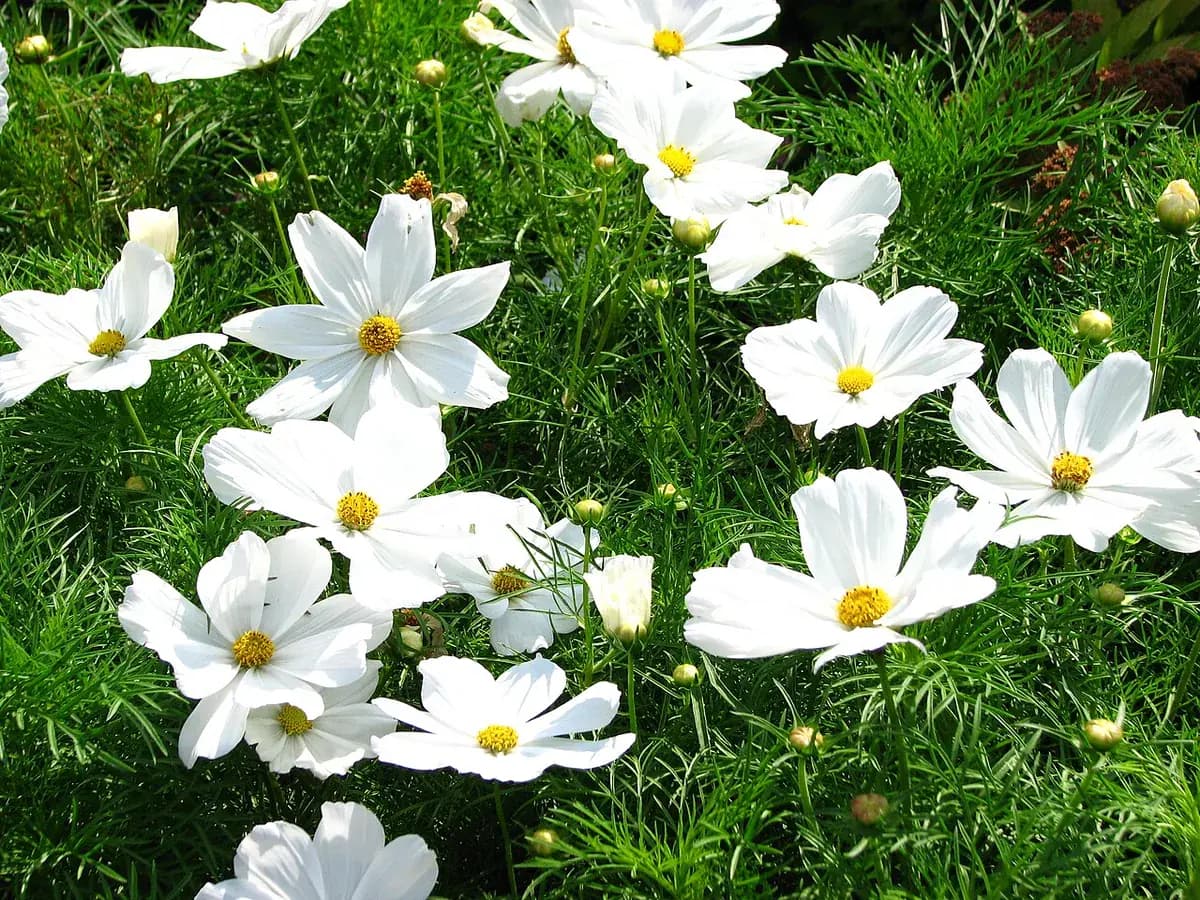 Cosmos rosa — foto real