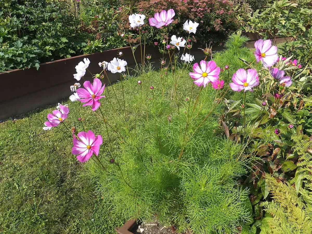 Cosmos rosa — foto real