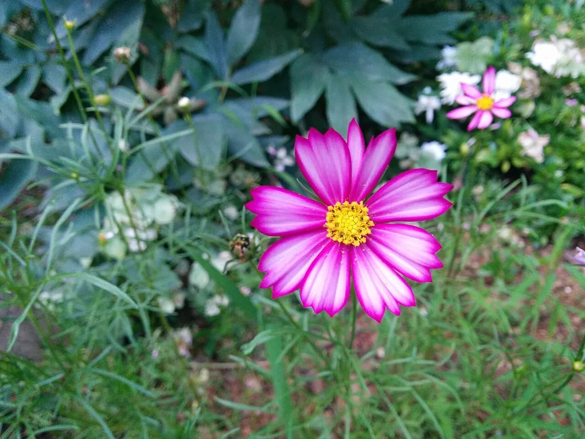 Cosmos rosa — foto real