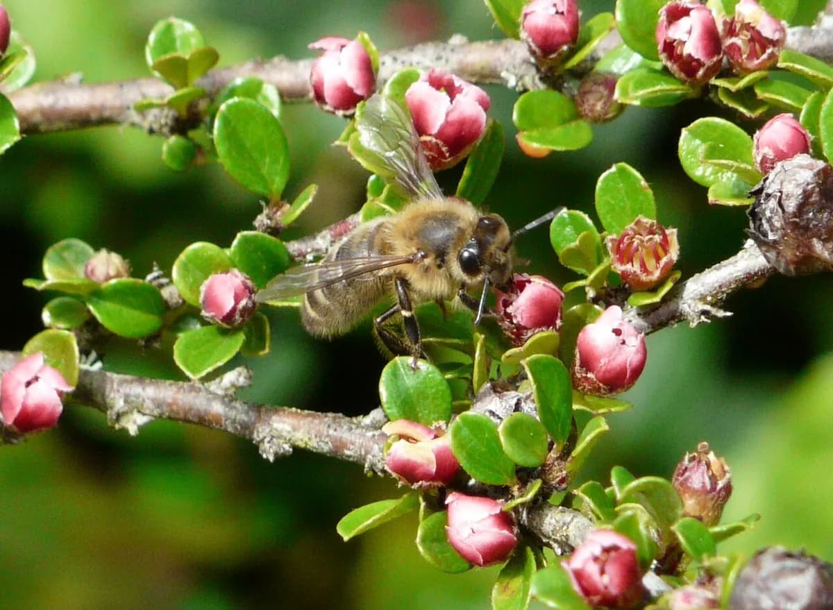 Cotoneaster rastrero — foto real