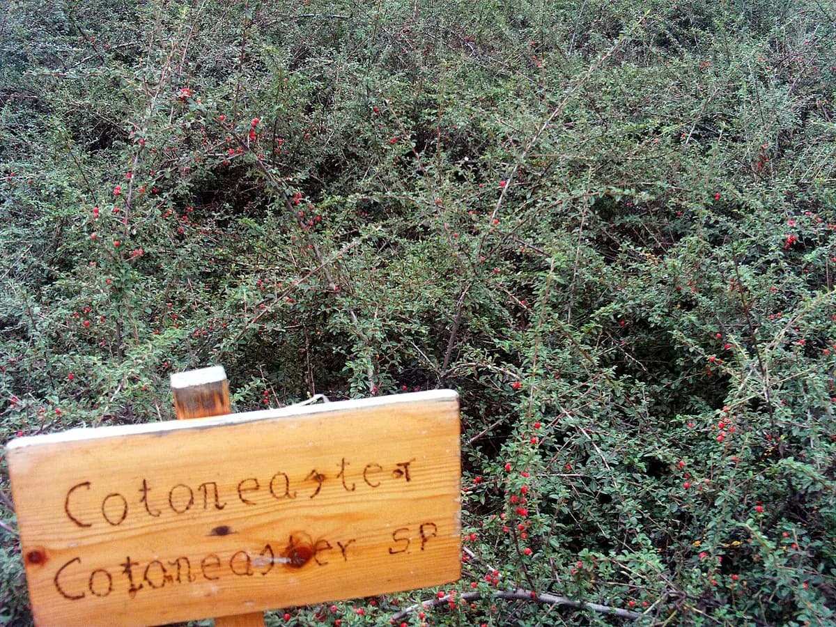 Cotoneaster rastrero — foto real