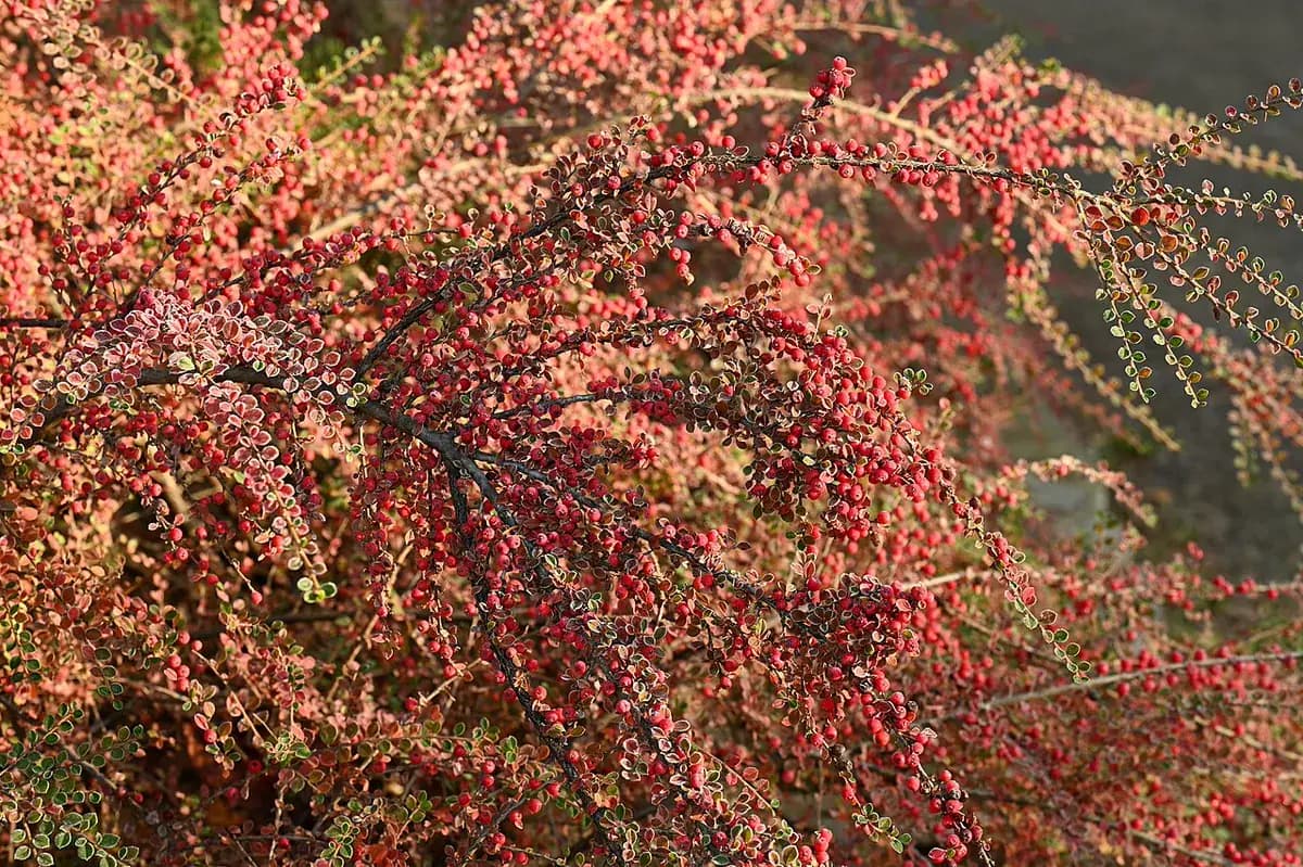 Cotoneaster rastrero — foto real