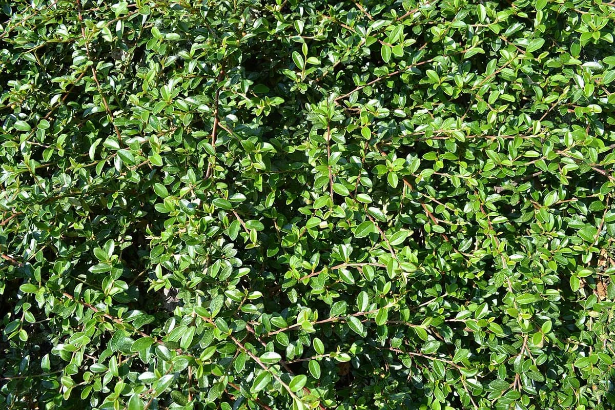 Cotoneaster rastrero — foto real