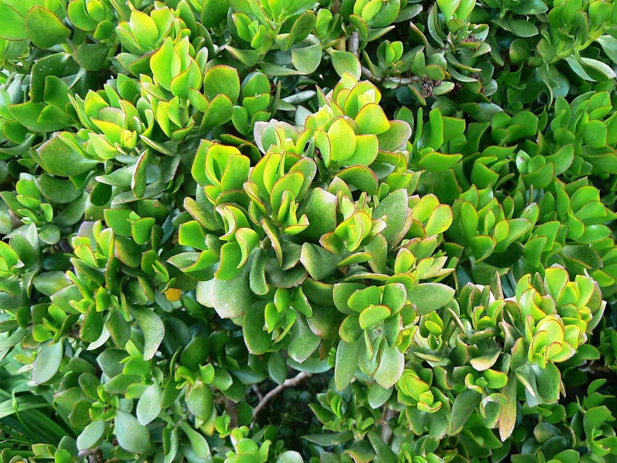 Árbol de jade (Crassula) — foto real