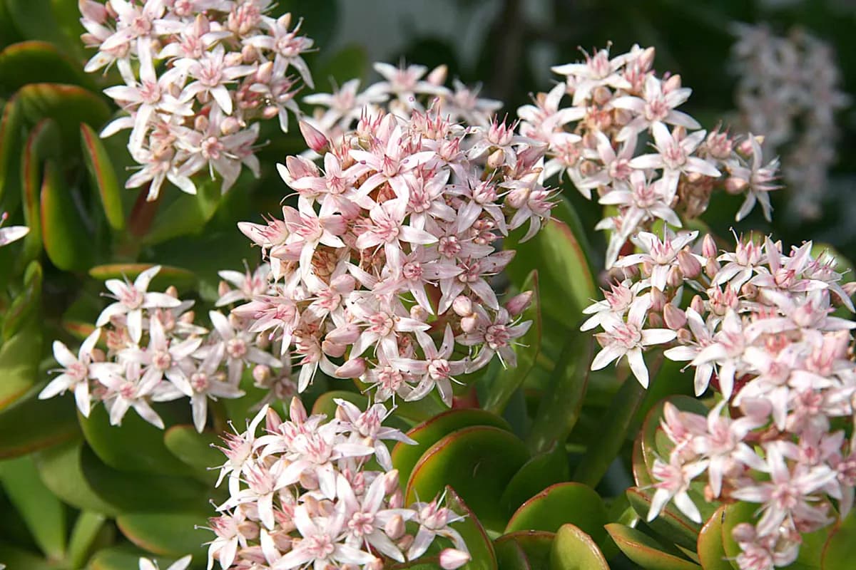 Árbol de jade (Crassula) — foto real