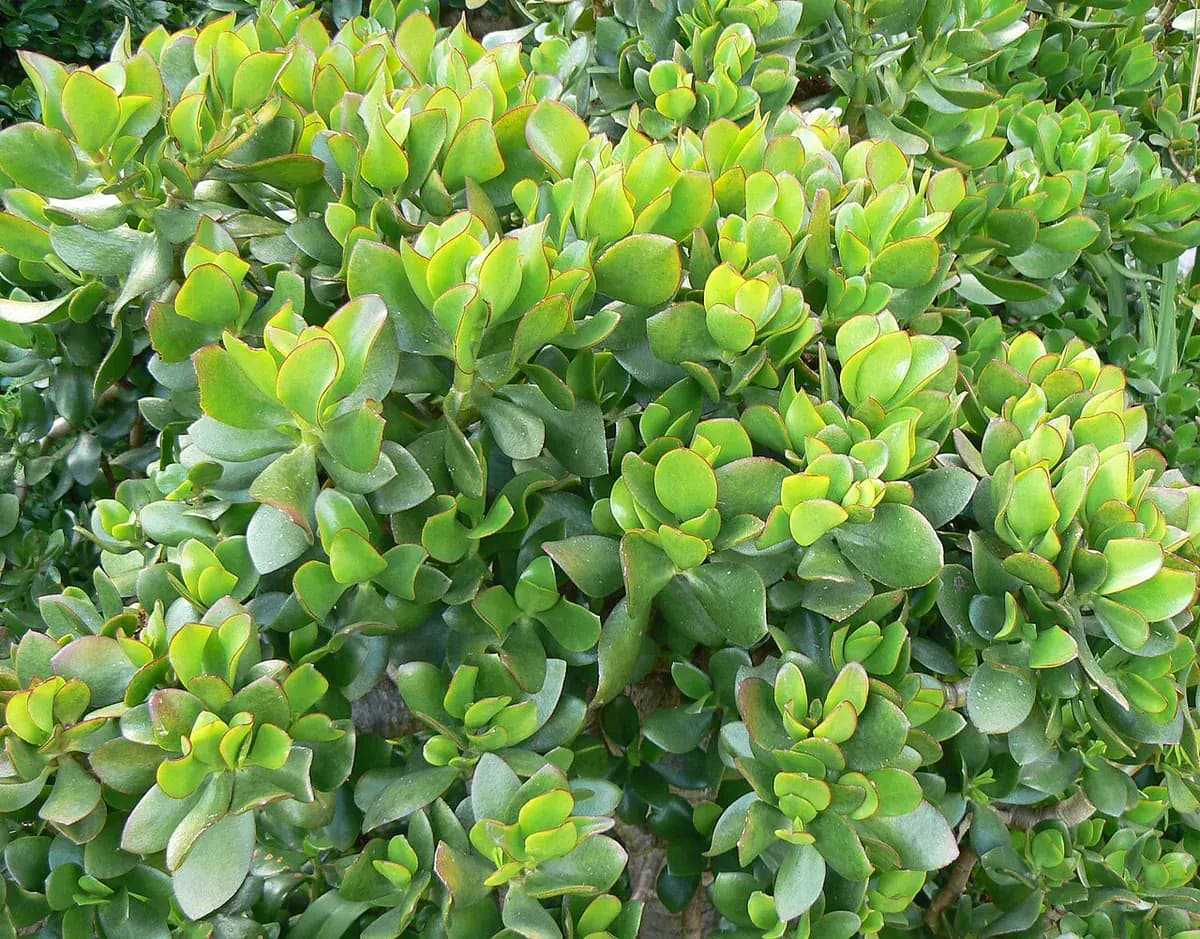 Árbol de jade (Crassula) — foto real