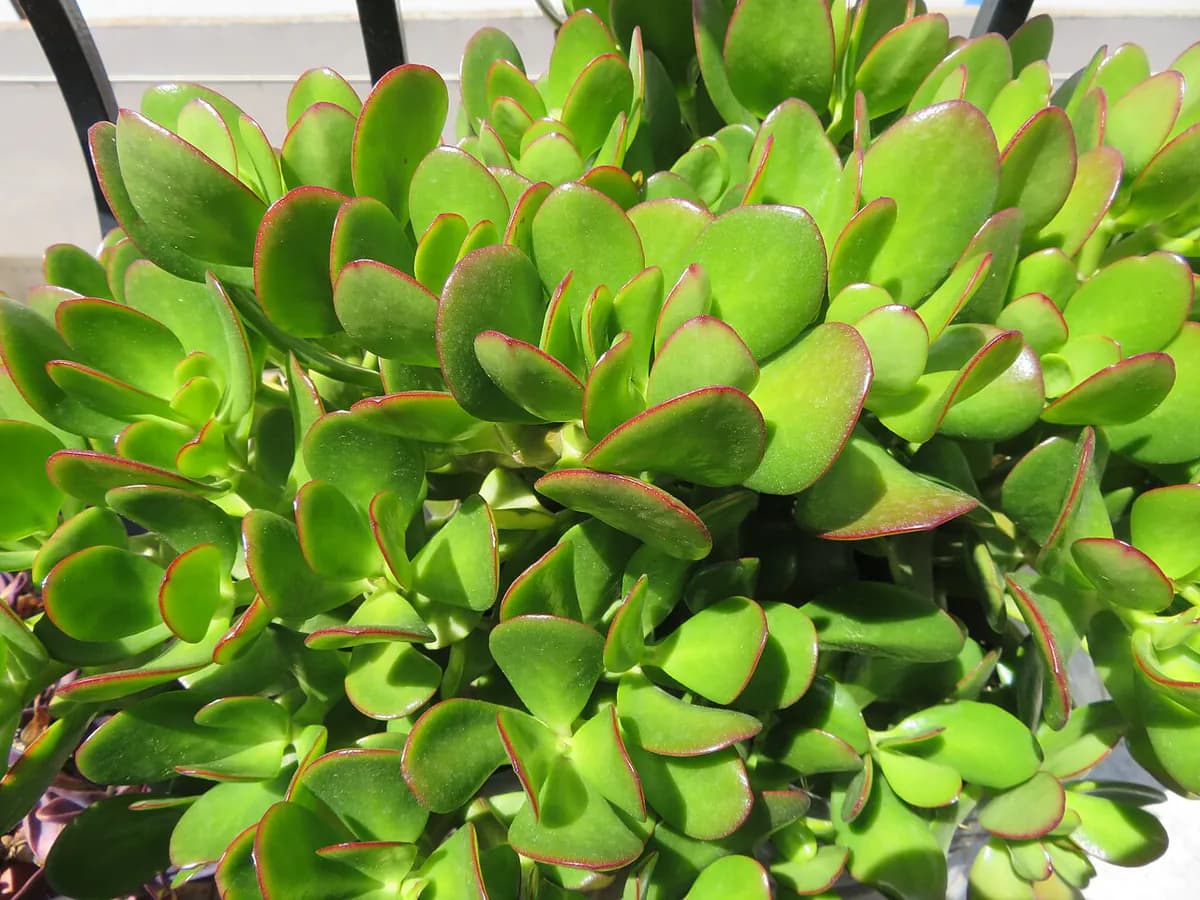 Árbol de jade (Crassula) — foto real