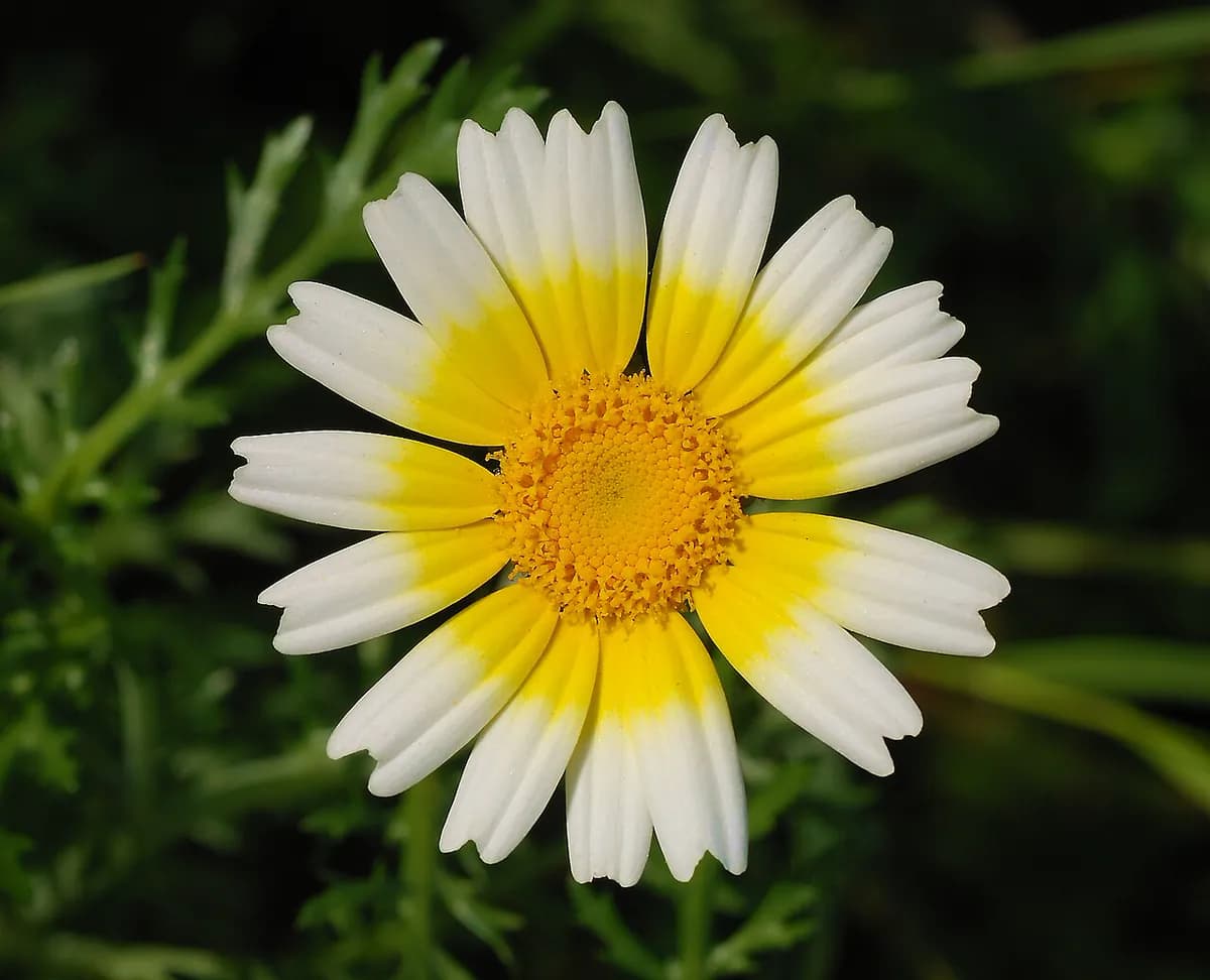 Crisantemo de jardín — foto real