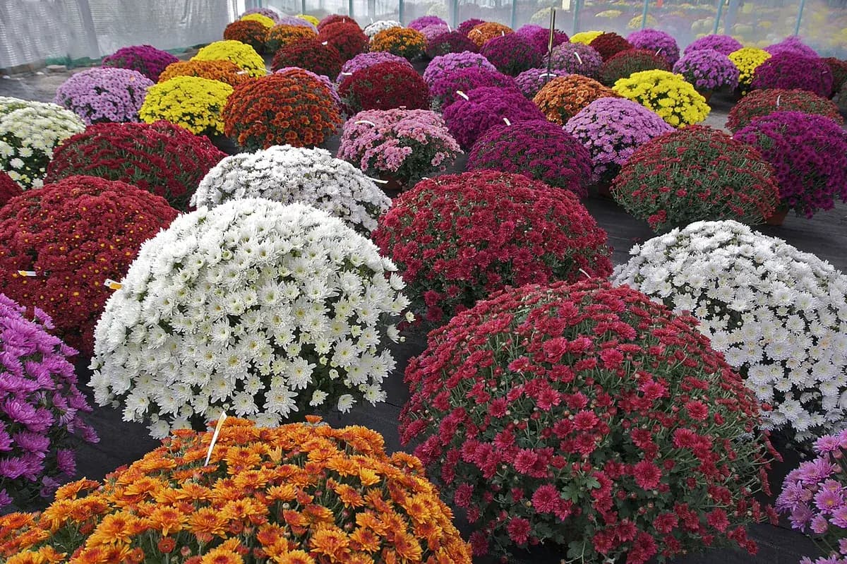 Crisantemo de jardín — foto real