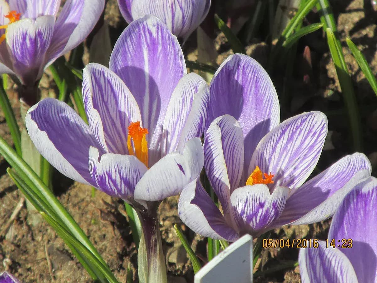 Crocus de primavera — foto real