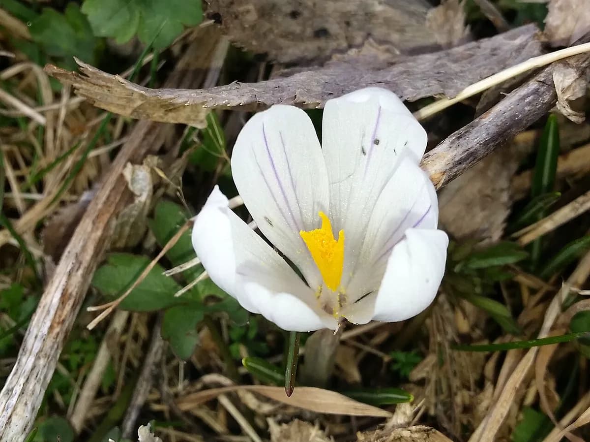 Crocus de primavera — foto real